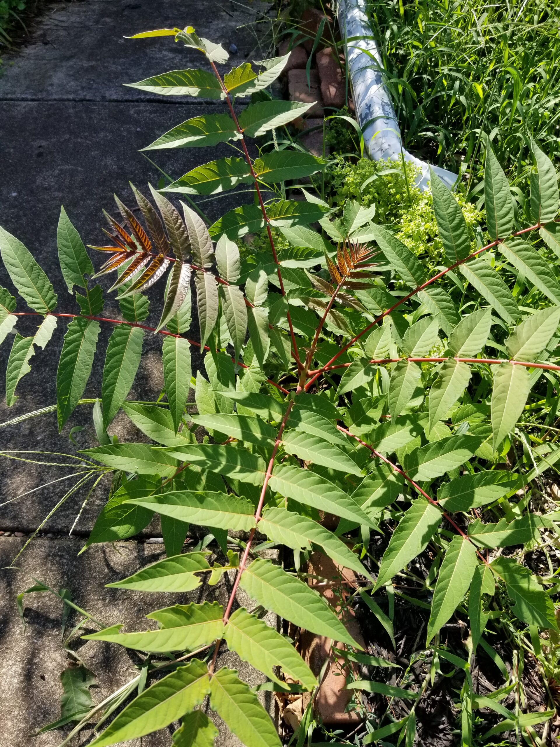 Tree Of Heaven A Devilish Invader Alliance For The Chesapeake Bay   20180726 163758 Scaled 