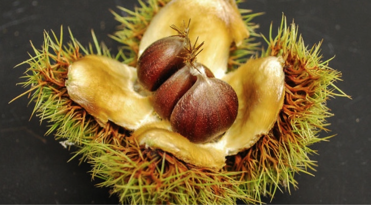 American Chestnut Nut