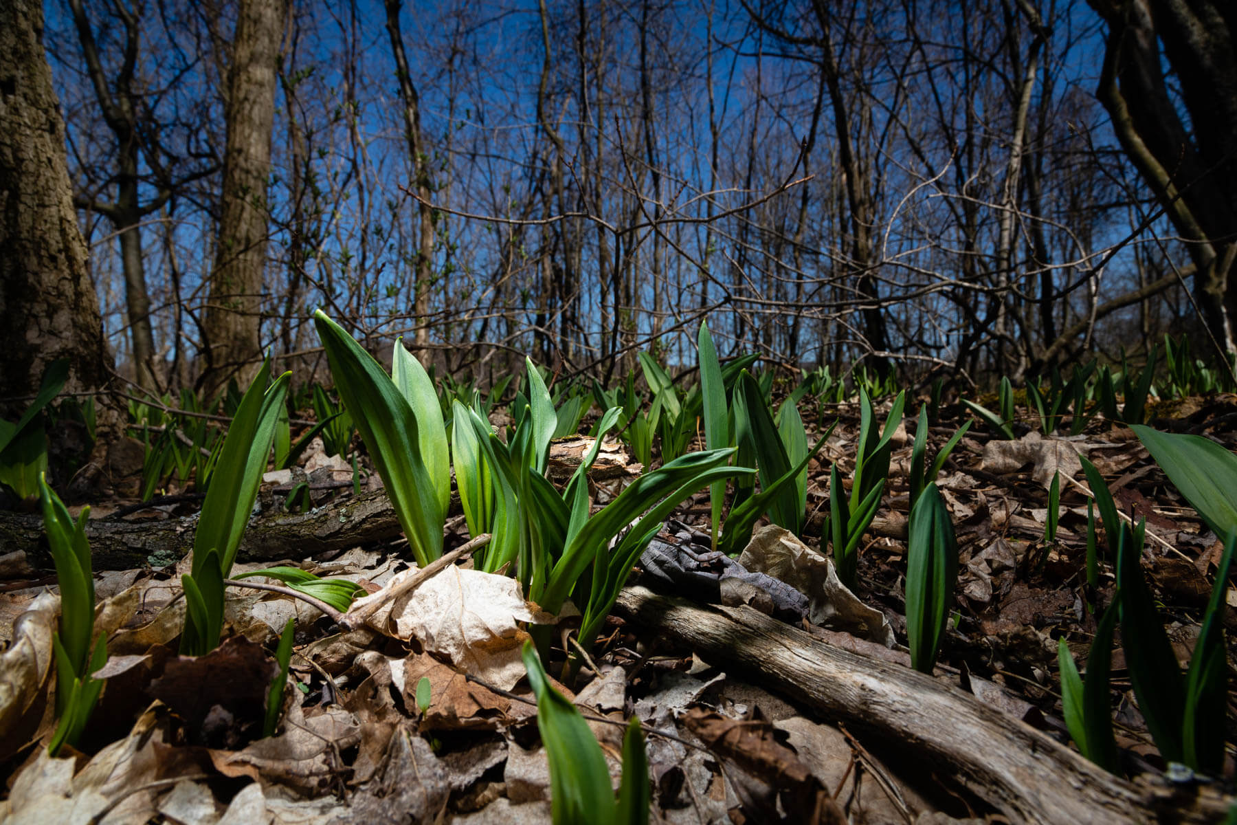 agroforestry-and-native-understory-crops-alliance-for-the-chesapeake-bay