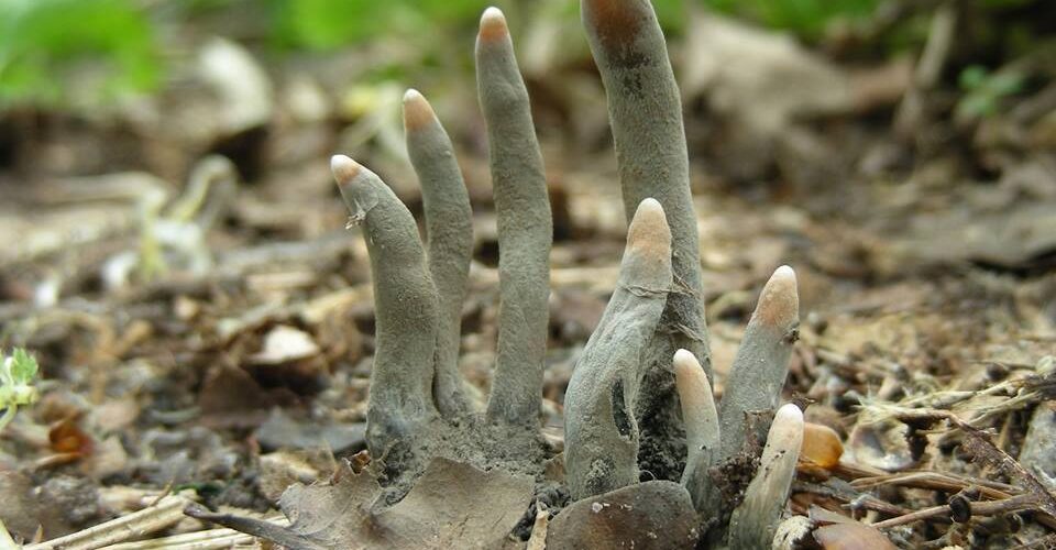 Photo of the fungus, Dead Man's Fingers (Xylaria polymorpha)