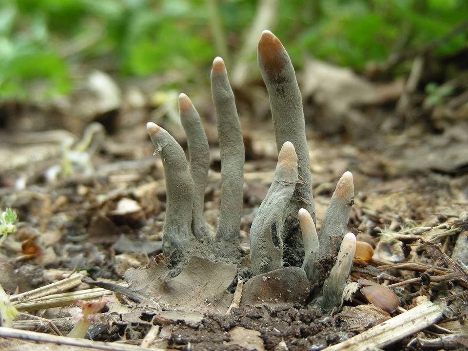 From The Grave Dead Man s Fingers Alliance For The Chesapeake Bay