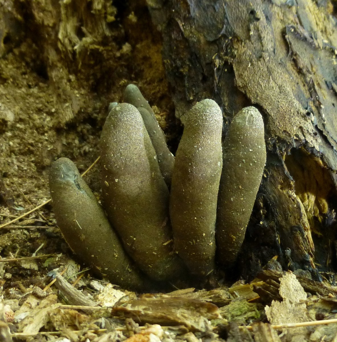 From the Grave: Dead Man’s Fingers - Alliance for the Chesapeake Bay