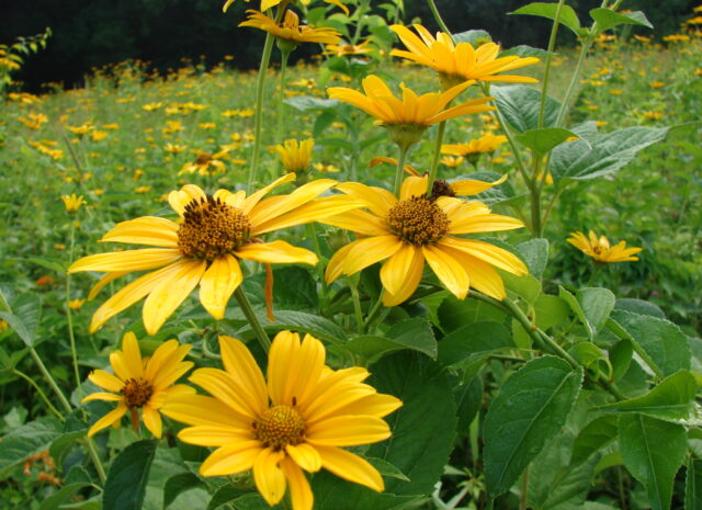 A close up of the flower, rudbeckia