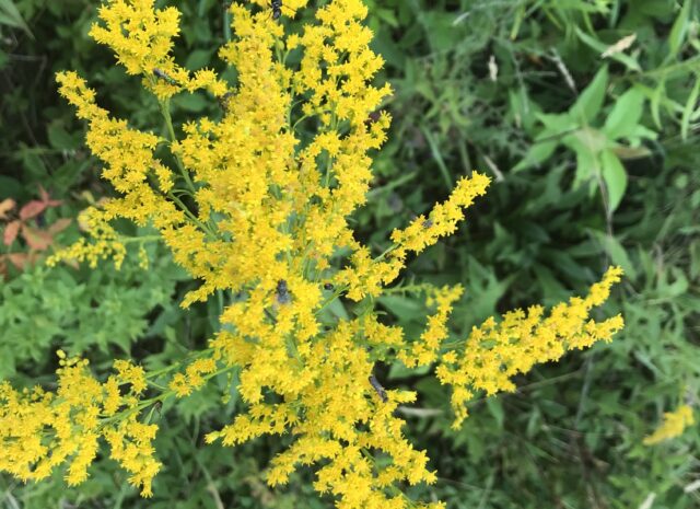 A photo of a goldenrod plant in bloom.