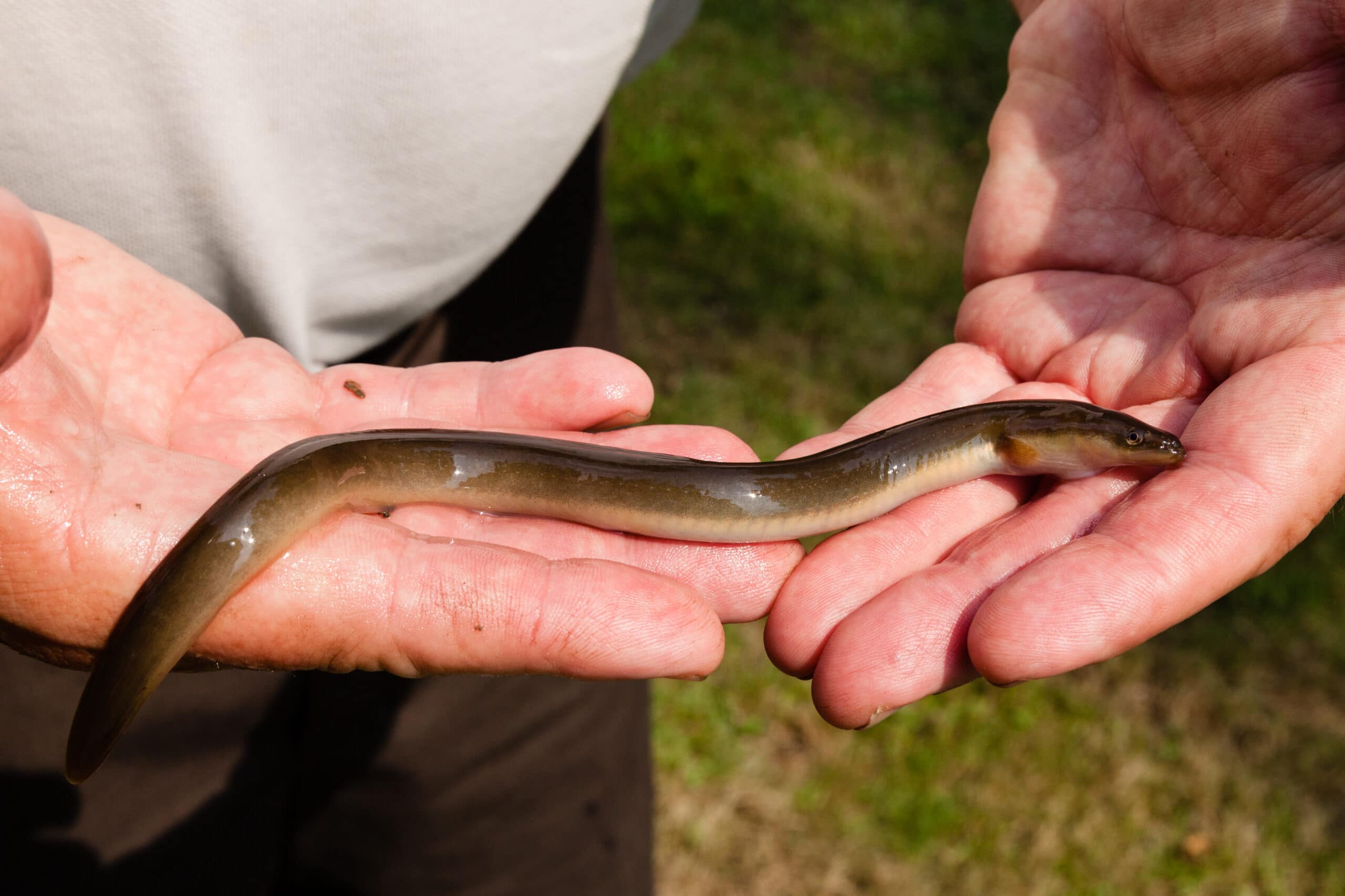 The American Eel: International Fish of Mystery - Alliance for the