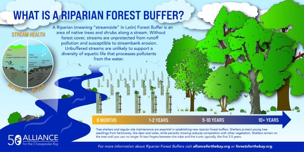 50 Stories: What is a Riparian Forest Buffer? - Alliance for the ...