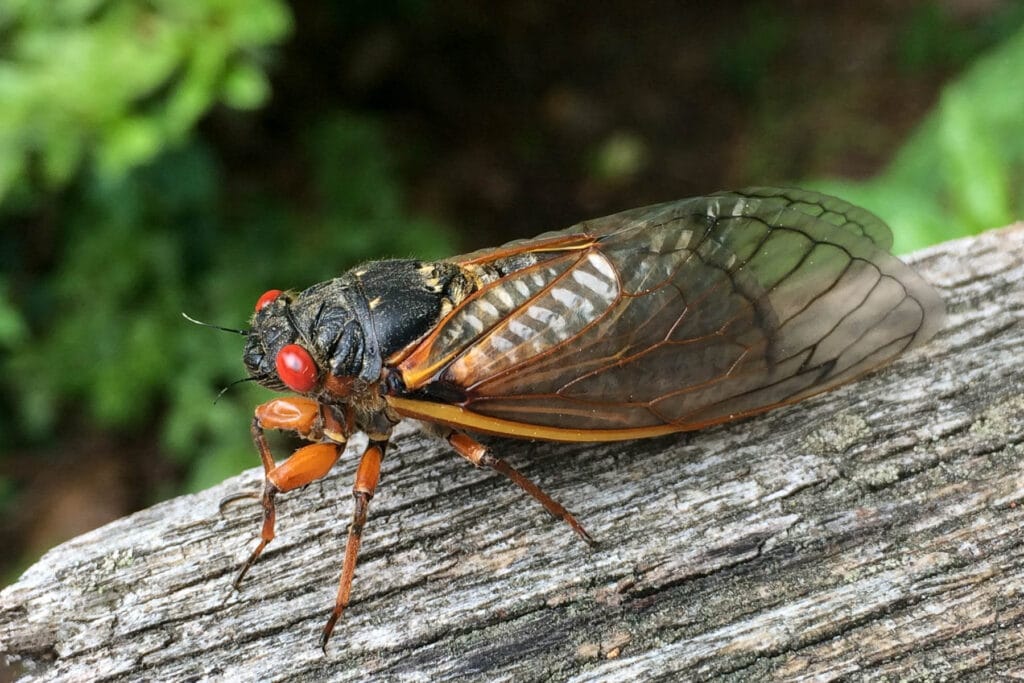 Brood X: Return of the Cicadi - Alliance for the Chesapeake Bay