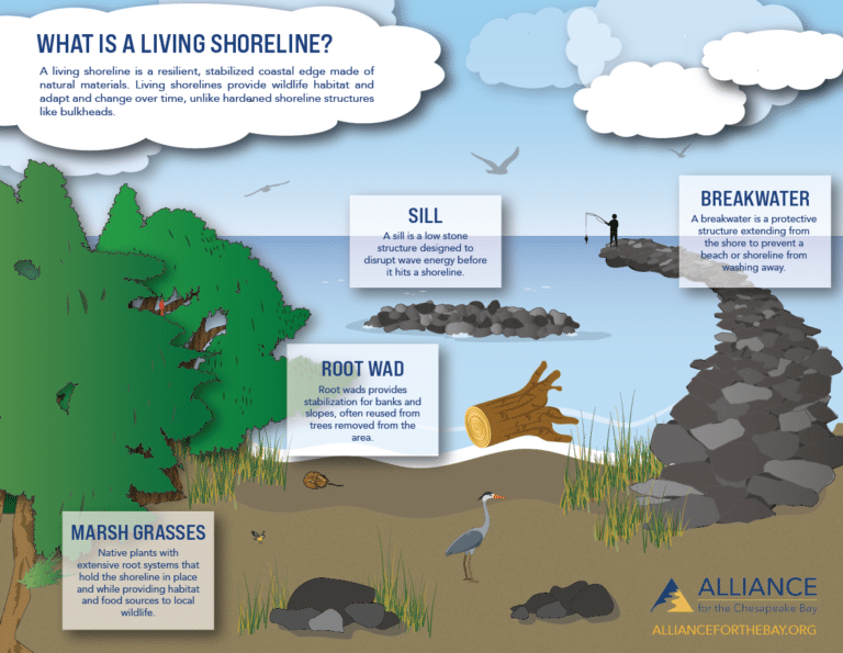 50 Stories: Community Resilience through Living Shorelines at Cape St ...