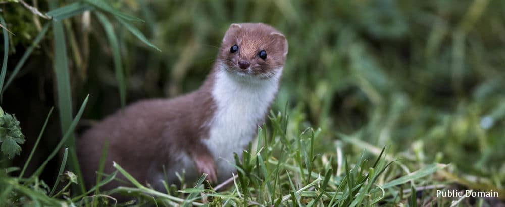 The White Weasels of Winter - Alliance for the Chesapeake Bay