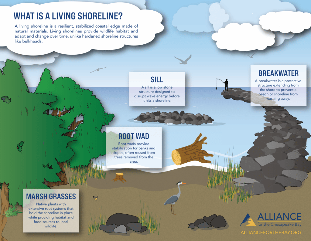 Living Shorelines Alliance for the Chesapeake Bay