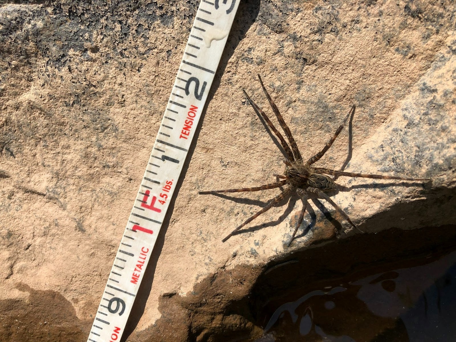 A brown recluse spider bite almost cost this man his leg. Here's what to  know.