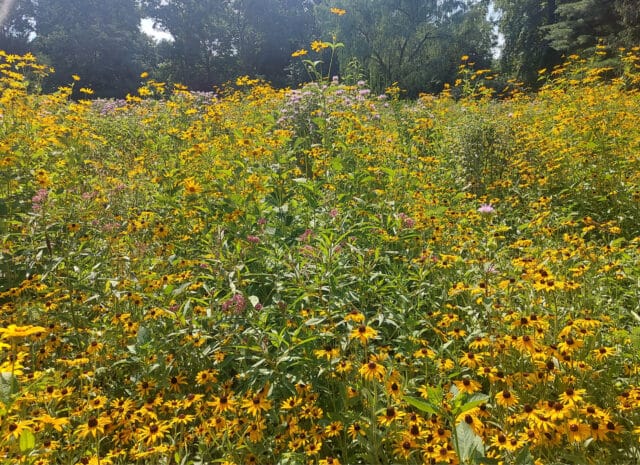 A meadow with yellow and purple flowers