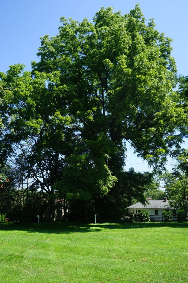 Champion Trees of Harford County - Alliance for the Chesapeake Bay