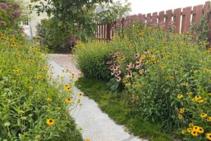 Full bushels of black eye susans and purple coneflowers line a concrete walkway through a small, fenced-in residential property.