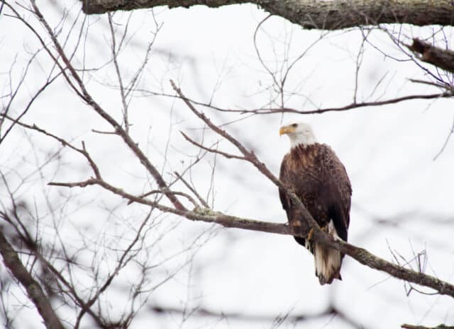 A Bald Eagle sitting on a tree branch.