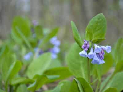 Mertensia virginica