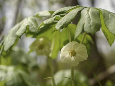 Podophyllum peltatum