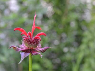 Monarda didyma