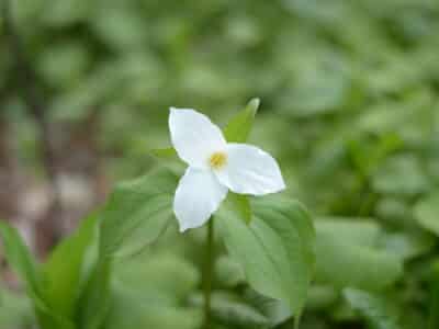 Trillium grandiflorum