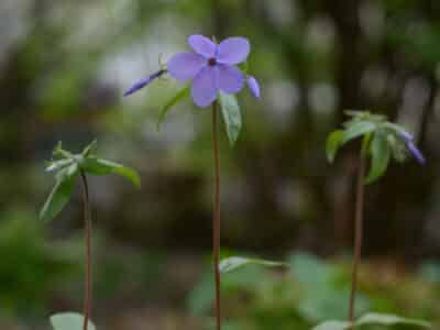 Phlox divaricata