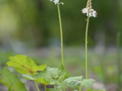 Tiarella cordifolia