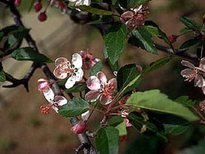 Malus coronaria