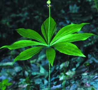 Medeola virginiana