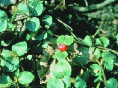 Mitchella repens