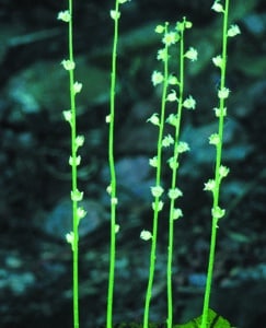 Mitella diphylla