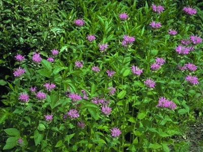 Monarda bradburiana