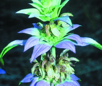 Monarda punctata