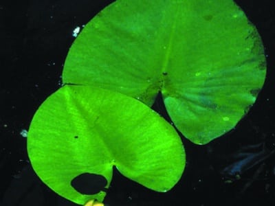 Nuphar lutea