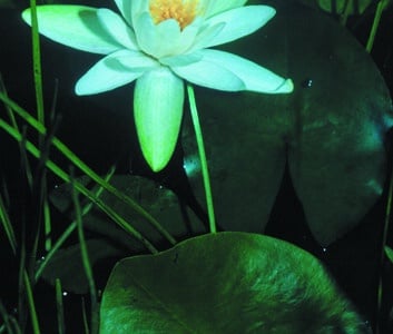 Nymphaea odorata