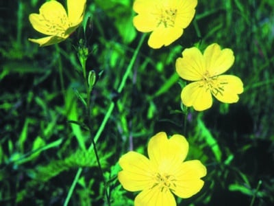 Oenothera fruticosa