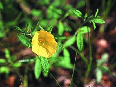 Oenothera perennis