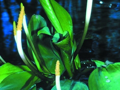 Orontium aquaticum