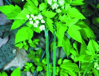 Osmorhiza longistylis