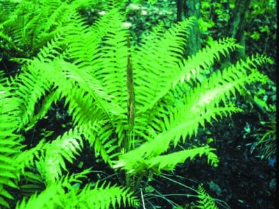 Osmunda cinnamomea