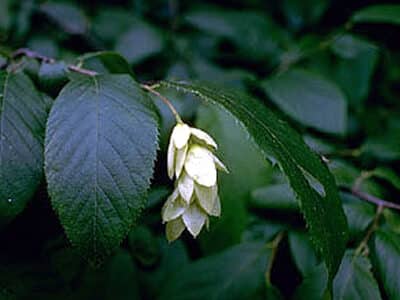 Ostrya virginiana