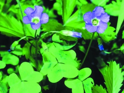 Oxalis violacea