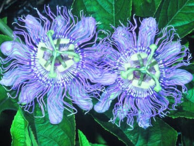 Passiflora incarnata