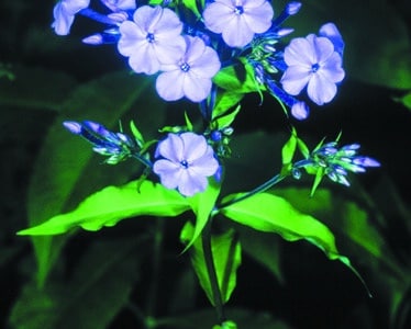 Phlox paniculata