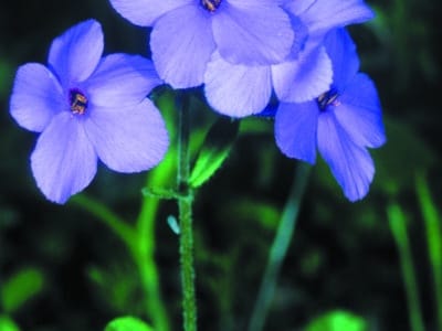 Phlox stolonifera