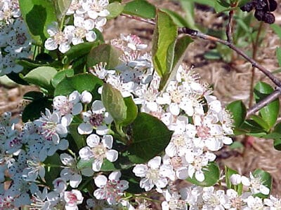 Photinia melanocarpa