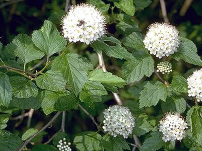 Physocarpus opulifolius