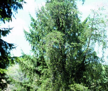 Pinus virginiana