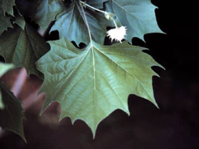 Platanus occidentalis