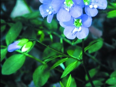 Polemonium reptans