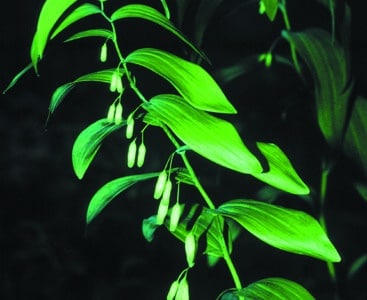 Polygonatum biflorum