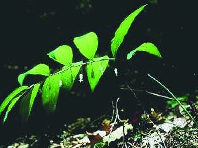 Polygonatum pubescens